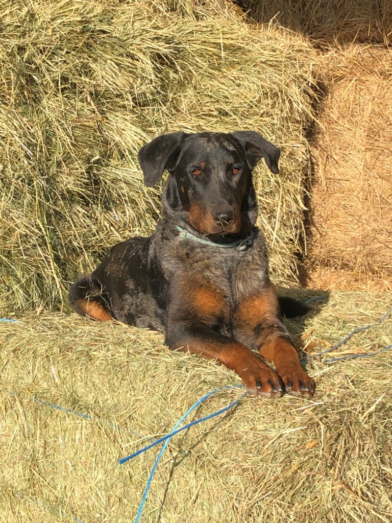 Olala Du Haras Du Cheval Blanc