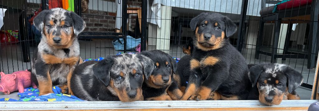 chiot Berger de Beauce Du Manège De Lalhys