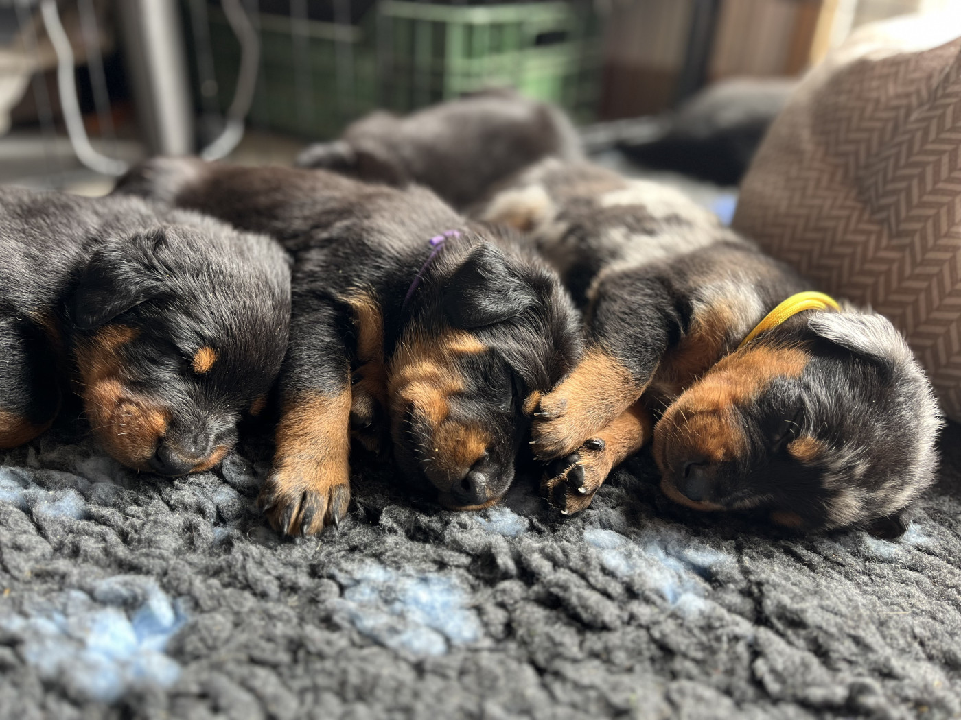 Chiot Berger de Beauce Du Manège De Lalhys