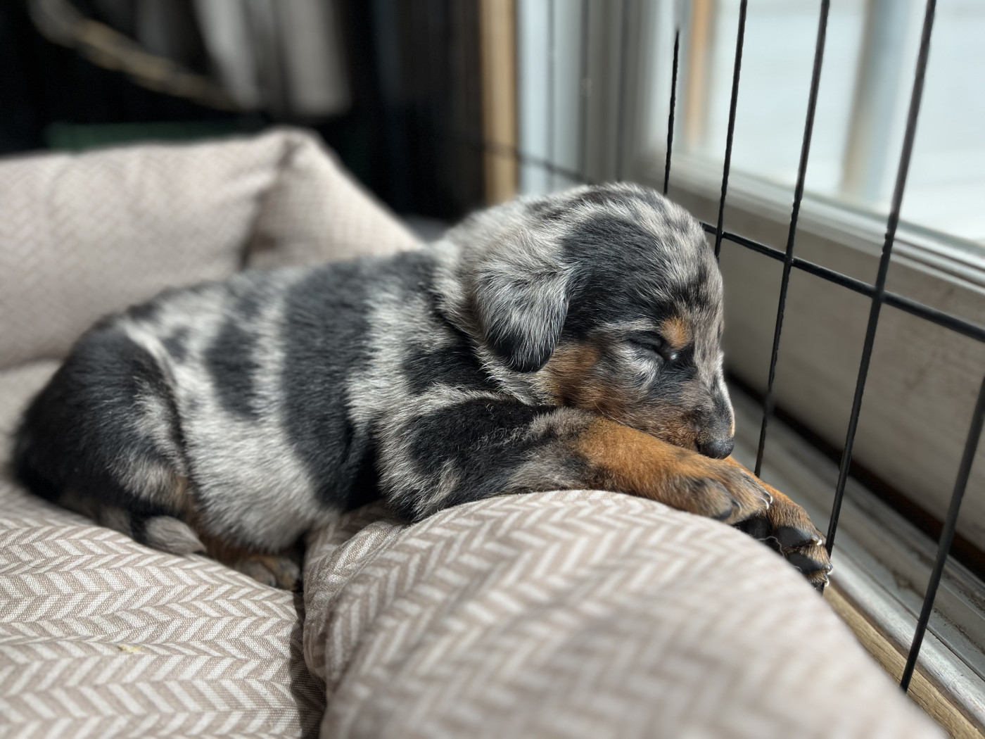 Du Manège De Lalhys - Chiots disponibles - Berger de Beauce