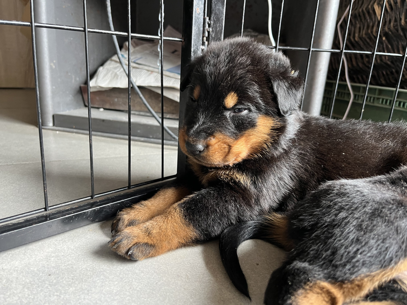 Du Manège De Lalhys - Chiots disponibles - Berger de Beauce