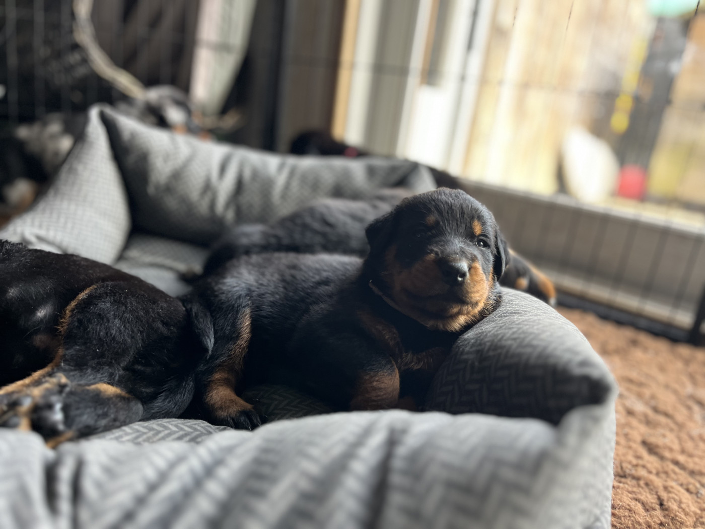 Du Manège De Lalhys - Chiots disponibles - Berger de Beauce