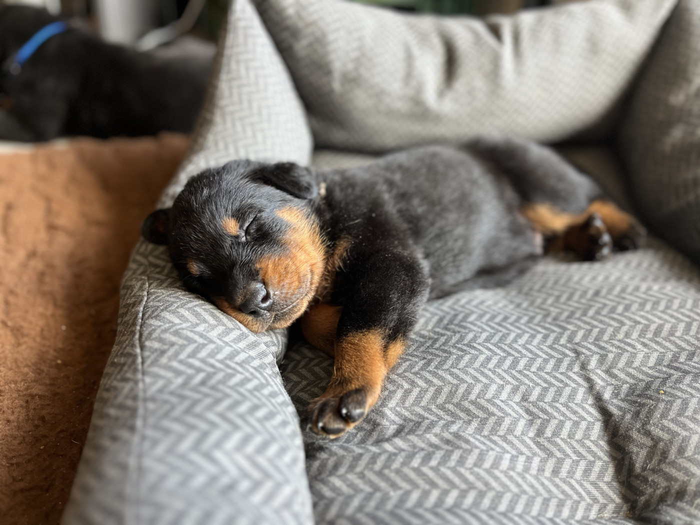 Du Manège De Lalhys - Chiots disponibles - Berger de Beauce