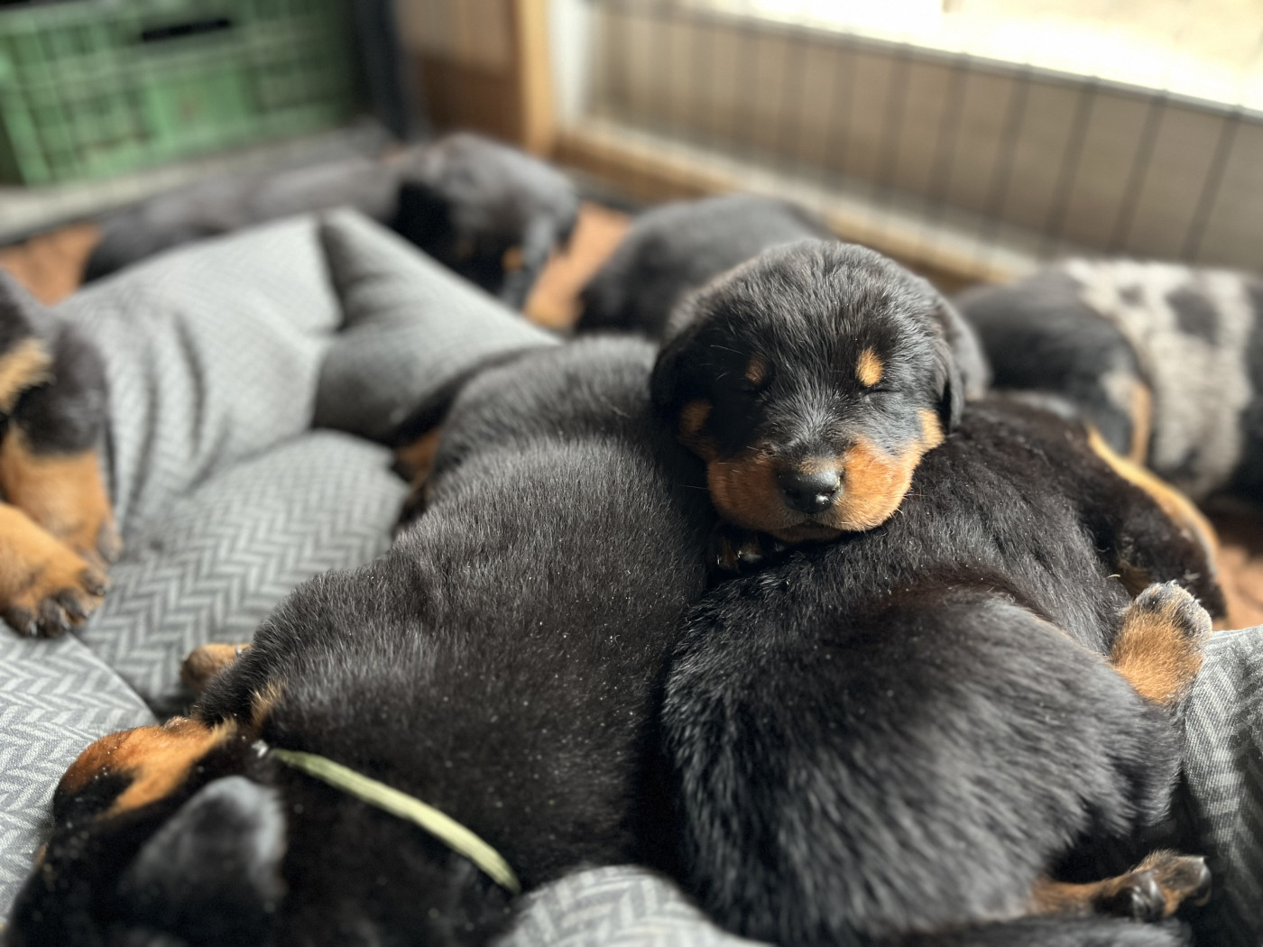 Du Manège De Lalhys - Chiots disponibles - Berger de Beauce