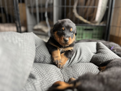 Chiot N°6