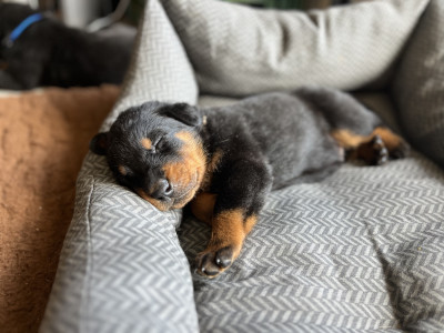 Chiot N°7